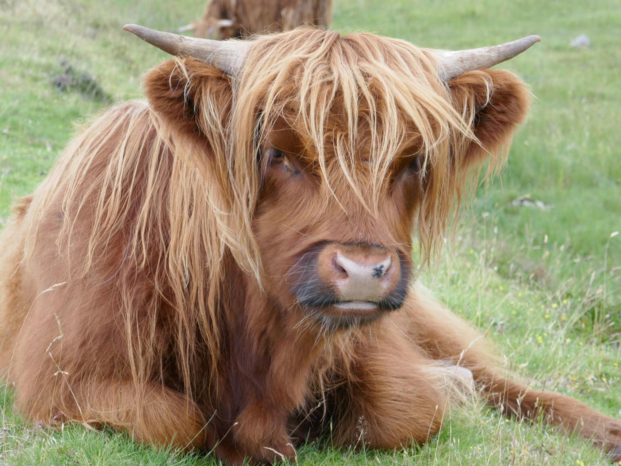 Greenlawns Nairn